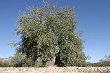 2005 Andalusie olijfboom